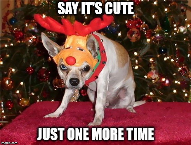 Why pets hate Christmas | SAY IT'S CUTE; JUST ONE MORE TIME | image tagged in angry pet,christmas | made w/ Imgflip meme maker