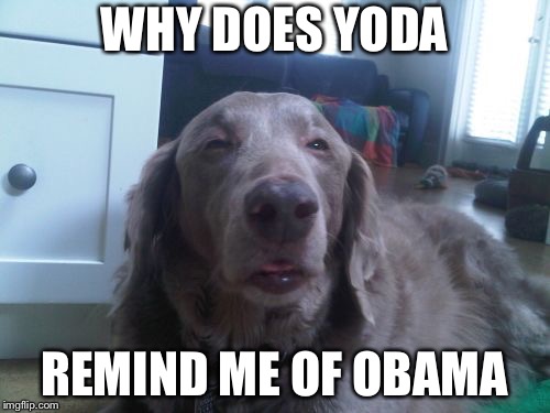 High Dog Meme | WHY DOES YODA REMIND ME OF OBAMA | image tagged in memes,high dog | made w/ Imgflip meme maker