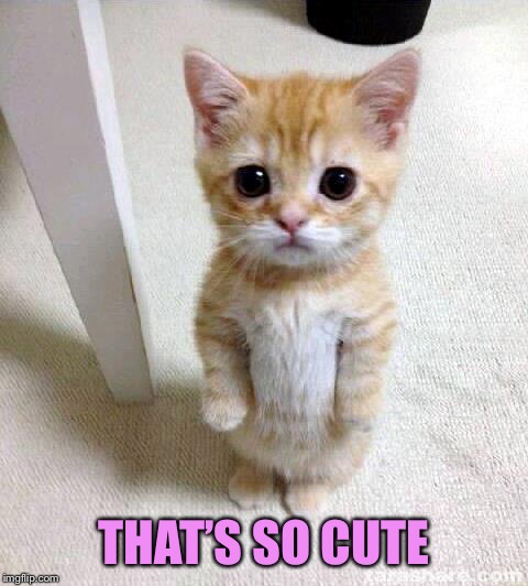 Cute Cat Meme | THAT’S SO CUTE | image tagged in memes,cute cat | made w/ Imgflip meme maker