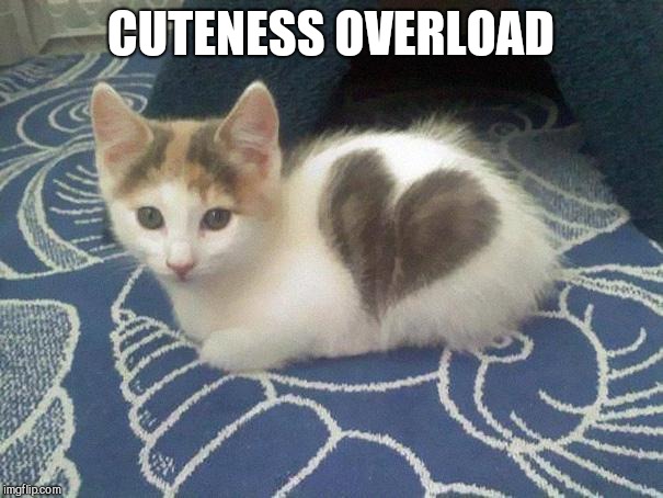 cute cat heart | CUTENESS OVERLOAD | image tagged in cute cat heart | made w/ Imgflip meme maker