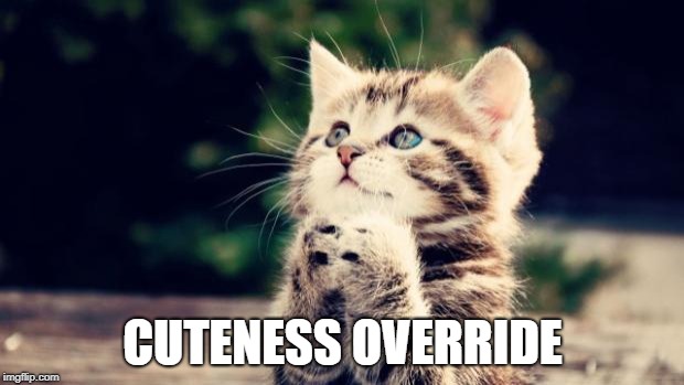 Cute kitten | CUTENESS OVERRIDE | image tagged in cute kitten | made w/ Imgflip meme maker