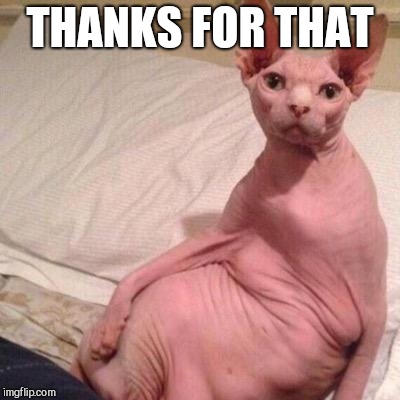 Naked cat | THANKS FOR THAT | image tagged in naked cat | made w/ Imgflip meme maker