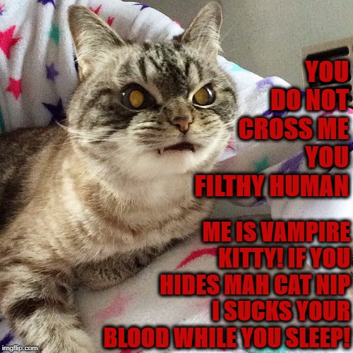 YOU DO NOT CROSS ME YOU FILTHY HUMAN; ME IS VAMPIRE KITTY! IF YOU HIDES MAH CAT NIP I SUCKS YOUR BLOOD WHILE YOU SLEEP! | image tagged in vampire kitty | made w/ Imgflip meme maker