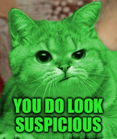 RayCat Annoyed | YOU DO LOOK SUSPICIOUS | image tagged in raycat annoyed | made w/ Imgflip meme maker