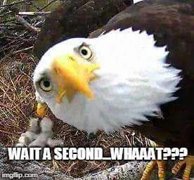 Confused Eagle | WAIT A SECOND...WHAAAT??? | made w/ Imgflip meme maker