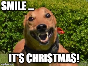 Smile... it's Christmas! | SMILE ... IT'S CHRISTMAS! | image tagged in christmas,dogs | made w/ Imgflip meme maker