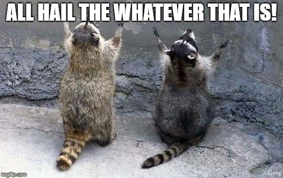 Raccoon Worshipping | ALL HAIL THE WHATEVER THAT IS! | image tagged in raccoon worshipping | made w/ Imgflip meme maker