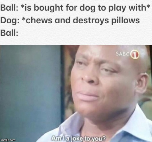 image tagged in memes,balls,funny,dogs,pillow,pets | made w/ Imgflip meme maker