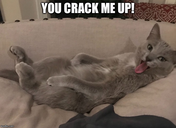 Funny Cat | YOU CRACK ME UP! | image tagged in funny cat | made w/ Imgflip meme maker