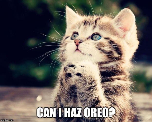P L Z | CAN I HAZ OREO? | image tagged in kitten can i haz,oreo,chezburger | made w/ Imgflip meme maker