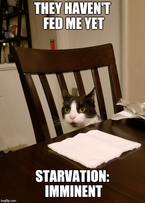 THEY HAVEN'T FED ME YET; STARVATION: IMMINENT | image tagged in how did i end up here | made w/ Imgflip meme maker