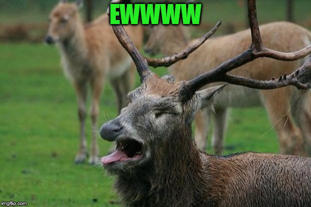 Disgusted Deer | EWWWW | image tagged in disgusted deer | made w/ Imgflip meme maker