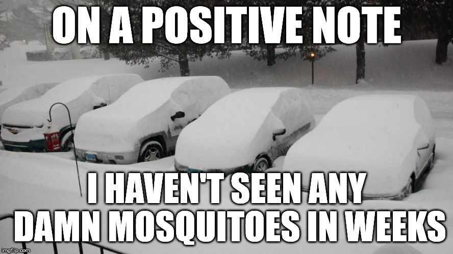 ON A POSITIVE NOTE; I HAVEN'T SEEN ANY DAMN MOSQUITOES IN WEEKS | image tagged in cars in snow,mosquitoes | made w/ Imgflip meme maker