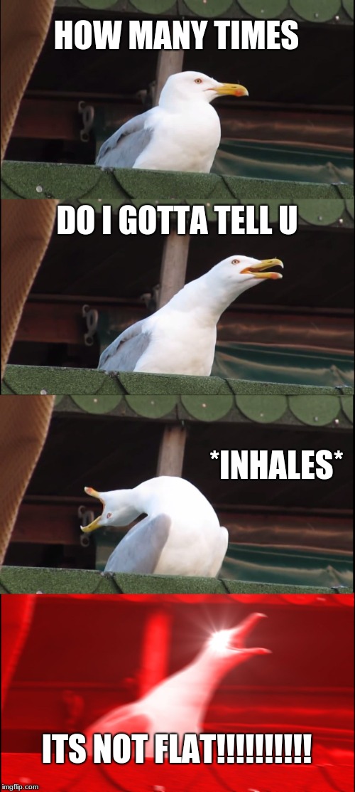 Inhaling Seagull | HOW MANY TIMES; DO I GOTTA TELL U; *INHALES*; ITS NOT FLAT!!!!!!!!!! | image tagged in memes,inhaling seagull | made w/ Imgflip meme maker