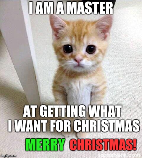 Cute Cat Meme | I AM A MASTER; AT GETTING WHAT I WANT FOR CHRISTMAS; MERRY; CHRISTMAS! | image tagged in memes,cute cat | made w/ Imgflip meme maker
