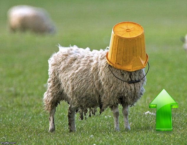 stupid sheep | image tagged in stupid sheep | made w/ Imgflip meme maker