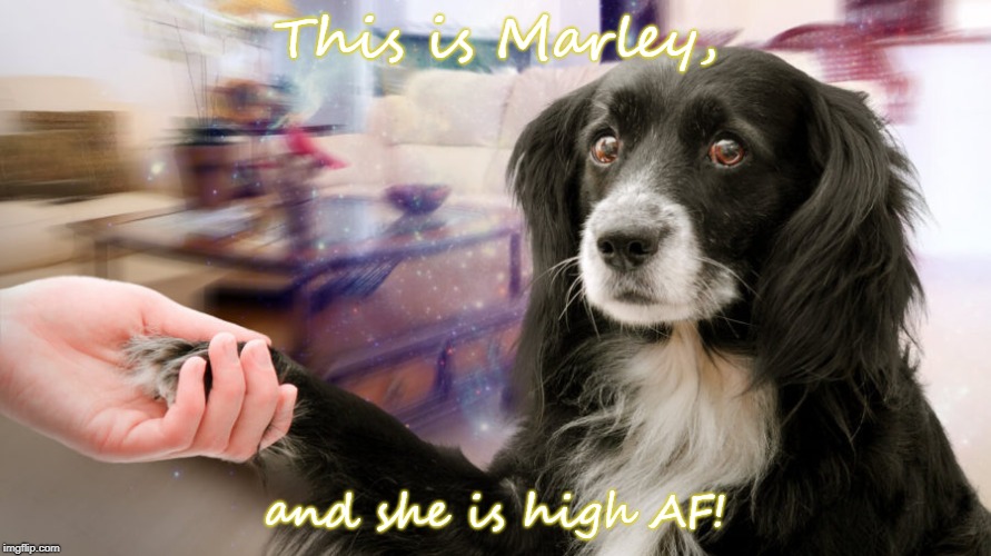 Don't do drugs | This is Marley, and she is high AF! | image tagged in dog,high dog,drugs are bad,drugs | made w/ Imgflip meme maker