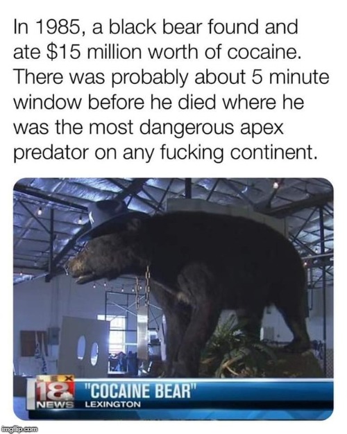 Cocaine Bear | image tagged in too funny | made w/ Imgflip meme maker
