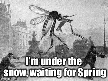 Mosquito Attack | I’m under the snow, waiting for Spring | image tagged in mosquito attack | made w/ Imgflip meme maker