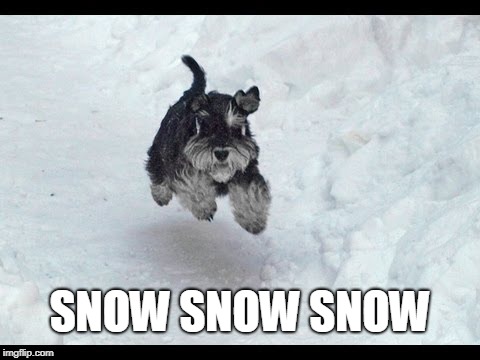 WEEEEEEEE! | SNOW SNOW SNOW | image tagged in puppy,snow,funny | made w/ Imgflip meme maker