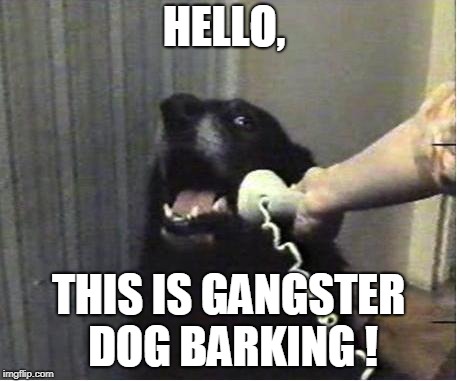 Yes this is dog | HELLO, THIS IS GANGSTER DOG BARKING ! | image tagged in yes this is dog | made w/ Imgflip meme maker