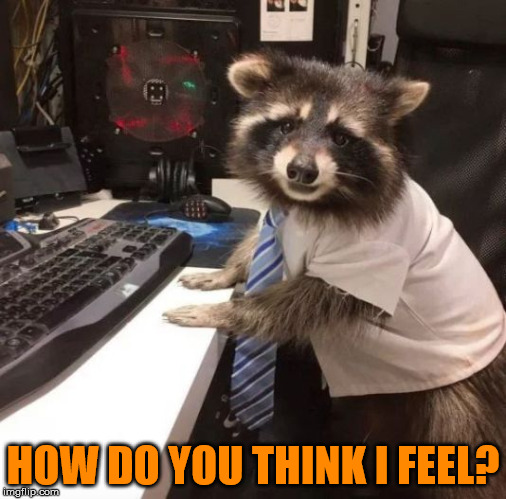 HOW DO YOU THINK I FEEL? | image tagged in racoon | made w/ Imgflip meme maker