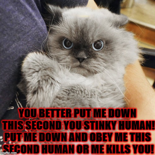 YOU BETTER PUT ME DOWN THIS SECOND YOU STINKY HUMAN! PUT ME DOWN AND OBEY ME THIS SECOND HUMAN OR ME KILLS YOU! | image tagged in enraged kitty | made w/ Imgflip meme maker