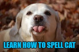 LEARN HOW TO SPELL CAT | made w/ Imgflip meme maker