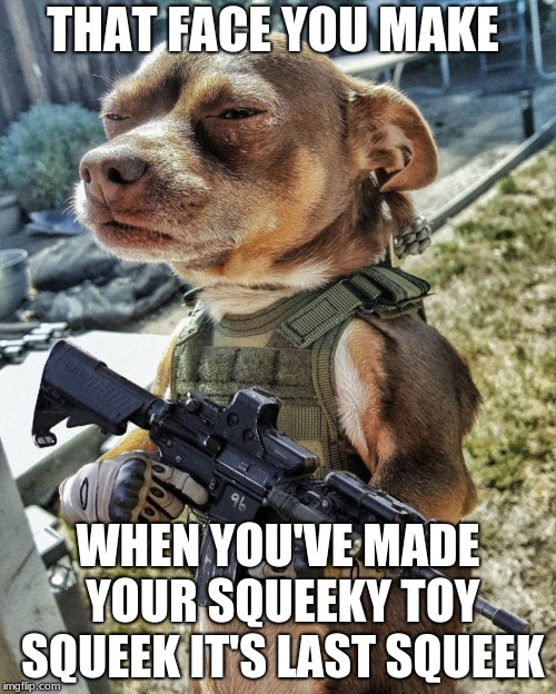 D-day Doggo | THAT FACE YOU MAKE; WHEN YOU'VE MADE YOUR SQUEEKY TOY SQUEEK IT'S LAST SQUEEK | image tagged in d-day doggo | made w/ Imgflip meme maker