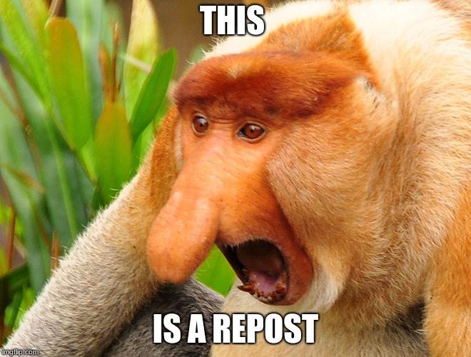 Janusz monkey screaming | THIS IS A REPOST | image tagged in janusz monkey screaming | made w/ Imgflip meme maker