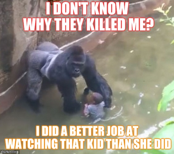 Harambe | I DON'T KNOW WHY THEY KILLED ME? I DID A BETTER JOB AT WATCHING THAT KID THAN SHE DID | image tagged in harambe,scumbag | made w/ Imgflip meme maker