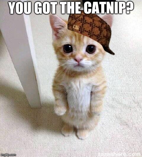 Cute Cat | YOU GOT THE CATNIP? | image tagged in memes,cute cat,scumbag | made w/ Imgflip meme maker