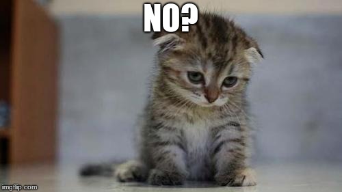 Sad kitten | NO? | image tagged in sad kitten | made w/ Imgflip meme maker
