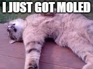 Dead cat | I JUST GOT MOLED | image tagged in dead cat | made w/ Imgflip meme maker
