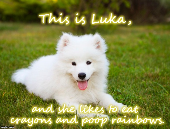 Rainbow pooping dog | This is Luka, and she likes to eat crayons and poop rainbows. | image tagged in dog,funny,rainbow,poop | made w/ Imgflip meme maker