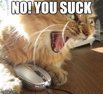 angry cat | NO! YOU SUCK | image tagged in angry cat | made w/ Imgflip meme maker