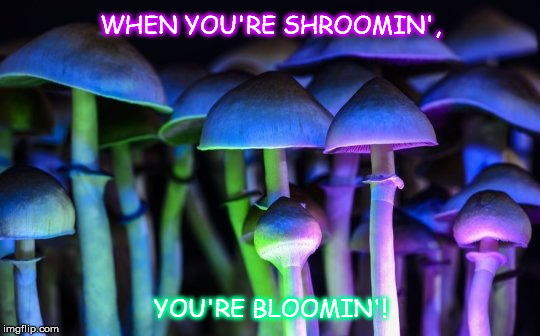 Shroomin' | WHEN YOU'RE SHROOMIN', YOU'RE BLOOMIN'! | image tagged in magic mushrooms,shrooms | made w/ Imgflip meme maker
