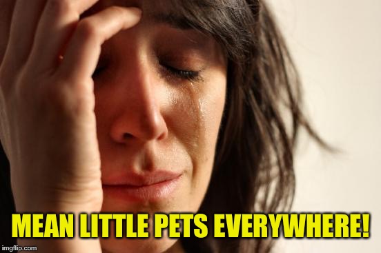 First World Problems Meme | MEAN LITTLE PETS EVERYWHERE! | image tagged in memes,first world problems | made w/ Imgflip meme maker