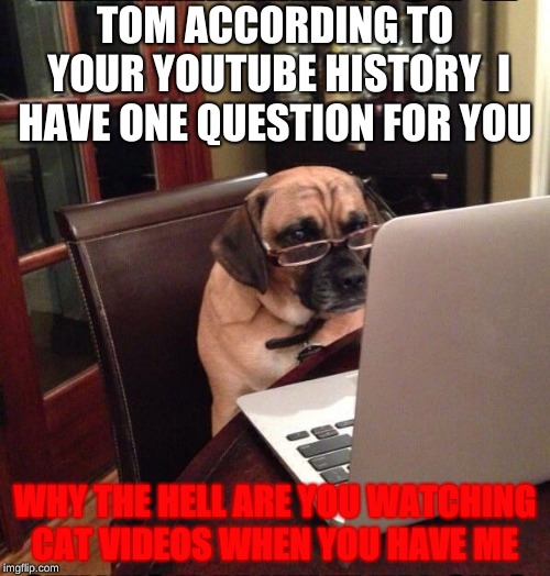 Computer Dog | TOM ACCORDING TO YOUR YOUTUBE HISTORY  I HAVE ONE QUESTION FOR YOU; WHY THE HELL ARE YOU WATCHING CAT VIDEOS WHEN YOU HAVE ME | image tagged in computer dog | made w/ Imgflip meme maker