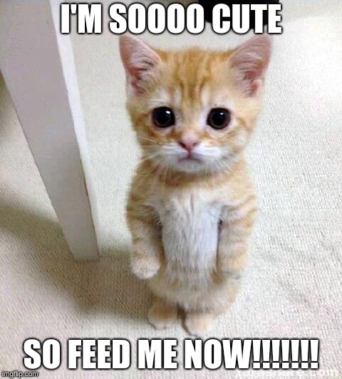 Cute Cat Meme | I'M SOOOO CUTE; SO FEED ME NOW!!!!!!! | image tagged in memes,cute cat | made w/ Imgflip meme maker