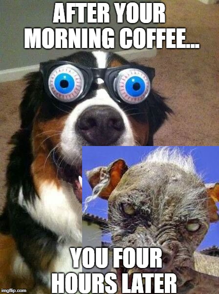 AFTER YOUR MORNING COFFEE... YOU FOUR HOURS LATER | image tagged in funny memes,animals,dogs | made w/ Imgflip meme maker
