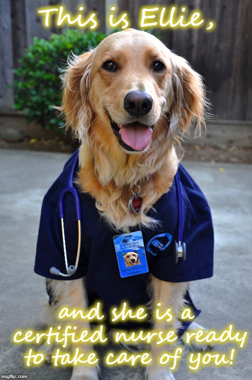 For my sick Babe! | This is Ellie, and she is a certified nurse ready to take care of you! | image tagged in dog,funny,nurse | made w/ Imgflip meme maker