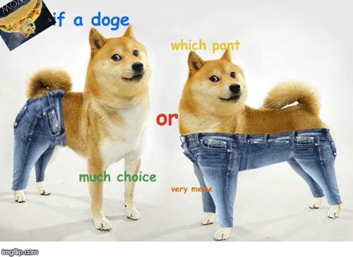 which pant | image tagged in dogewithataco | made w/ Imgflip meme maker