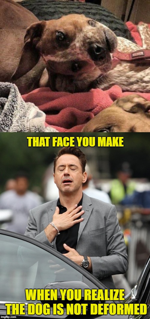 So relieved... | THAT FACE YOU MAKE; WHEN YOU REALIZE THE DOG IS NOT DEFORMED | image tagged in relief,deformed dog is not deformed,optical illusion | made w/ Imgflip meme maker