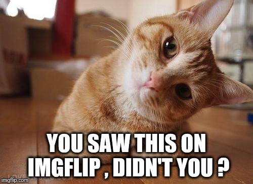 Curious Question Cat | YOU SAW THIS ON IMGFLIP , DIDN'T YOU ? | image tagged in curious question cat | made w/ Imgflip meme maker