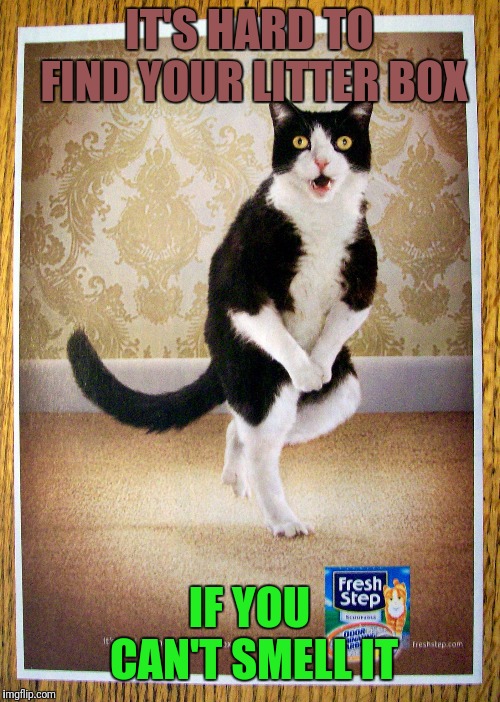 IT'S HARD TO FIND YOUR LITTER BOX; IF YOU CAN'T SMELL IT | image tagged in cat bathroom dance | made w/ Imgflip meme maker