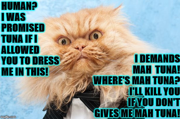 I DEMANDS MAH  TUNA! WHERE'S MAH TUNA? I'LL KILL YOU IF YOU DON'T GIVES ME MAH TUNA! HUMAN? I WAS PROMISED TUNA IF I ALLOWED YOU TO DRESS ME IN THIS! | image tagged in where's mah tuna | made w/ Imgflip meme maker