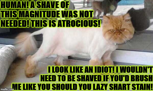 HUMAN! A SHAVE OF THIS MAGNITUDE WAS NOT NEEDED! THIS IS ATROCIOUS! I LOOK LIKE AN IDIOT! I WOULDN'T NEED TO BE SHAVED IF YOU'D BRUSH ME LIKE YOU SHOULD YOU LAZY SHART STAIN! | image tagged in bad hairdo | made w/ Imgflip meme maker