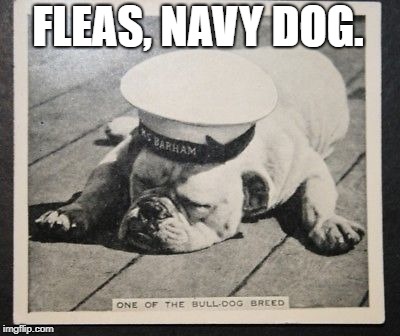 Ensign Bulldog | FLEAS, NAVY DOG. | image tagged in funny memes | made w/ Imgflip meme maker
