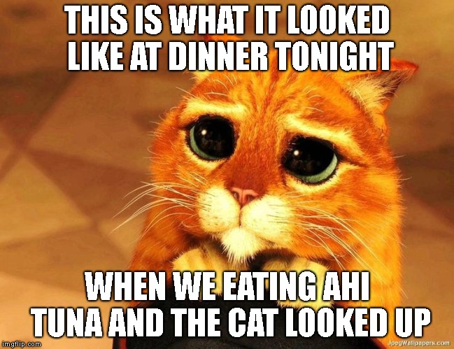 First Submission To The Cat Category. (How'd I DO)?  | THIS IS WHAT IT LOOKED LIKE AT DINNER TONIGHT; WHEN WE EATING AHI TUNA AND THE CAT LOOKED UP | image tagged in puss n boots,tuna,begging,cat,shrek | made w/ Imgflip meme maker